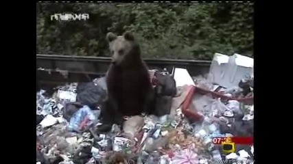 В България и мечките взеха да ровят по кофите - Господари на ефира - 19.05.08