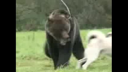 Dogssssss