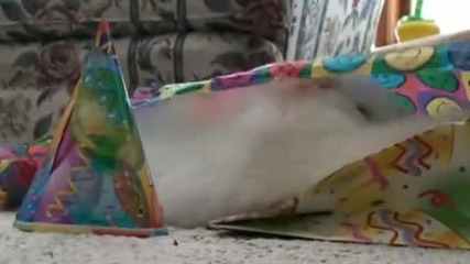Коте забавление за рожден ден