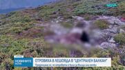 Откриха още три мъртви птици в Национален парк „Централен Балкан“