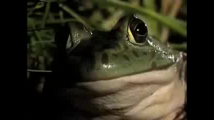 National Geographic - Bullfrog