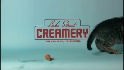 Котенце яде сладолед в смешна реклама 