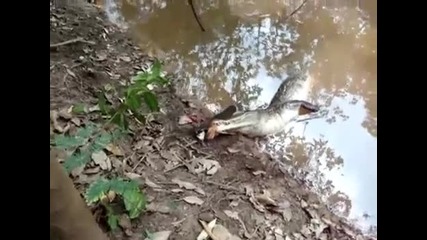 Електрическа змиорка убива алигатор