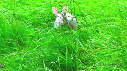 Красиви зайчета си гризат трева от красива поляна.