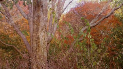 Brian Crain - Andante Affetuoso - Quarryhill Botanical Garden - Enchanted Forest