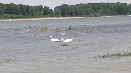 "Моята новина": Лебеди по Дунав