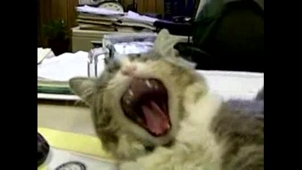 Monster Cat