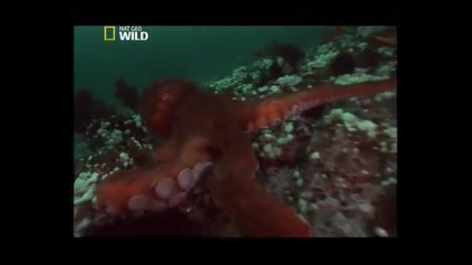 В търсене на гигантския октопод