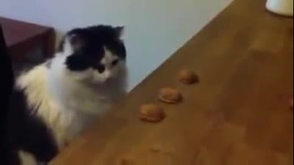 Котка играе на Тука има,тука нема !!!!