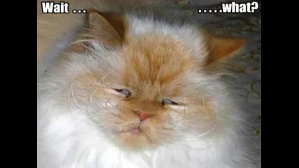 Very Funny Cats