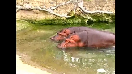 Два хипопотама