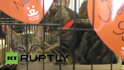 КатКон 2015 - събитие, посветено на котките в Лос Анджелис