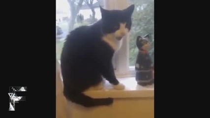 Смях ! Котки казват Hello компилация.