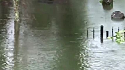 Два алигатора се появиха в двор на къща в Тексас