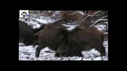 Vahsi rusya Sibirya 4. Bolum Izle 2011 Hq