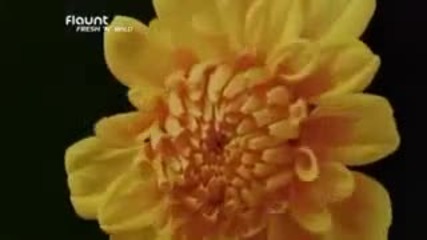 Oceanlab - Miracle 
