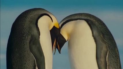 Превод / Любовта на пингвина
