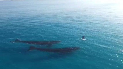 Да гребеш на метри от двойка китове (ВИДЕО)