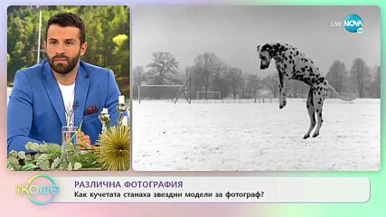 Различна фотография: Как кучетата станаха звездни модели за фотограф? - "На кафе" (14.10.2021)