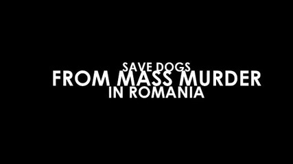 Please save those dogs. 