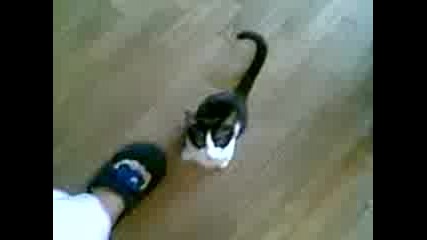 Kitty Concert
