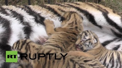 Русия: Две очарователни амурски тигърчета бяха осиновени
