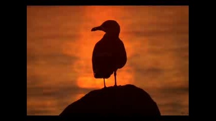 - Gheorghe Zamfir Amp James Last - Einsame