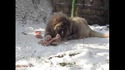 кавказка овчарка яде циганин
