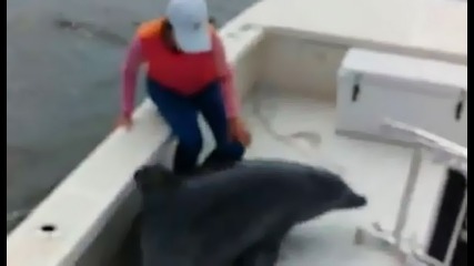 Заиграващ се делфин изненадващо скача в движеща се рибарска лодка !