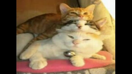 Very Funny Cats