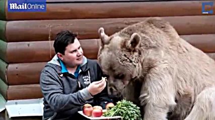 Невероятно! Руско семейство стои на масата с мечка, тежка 136 кг