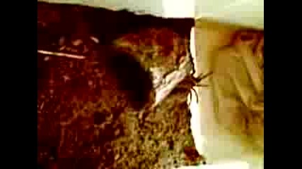 Spider Brachypelma Vagans ( Chichak )