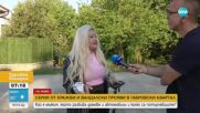 Серия от кражби и вандалски прояви в Габрово