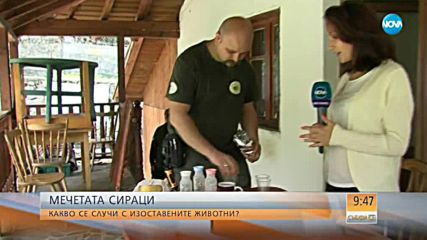 МЕЧЕТАТА СИРАЦИ: Какво се случва с изоставените животни?