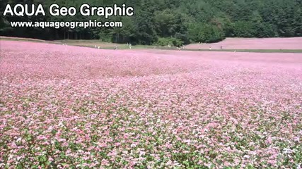 Field of red soba flowers (shot on Red One)