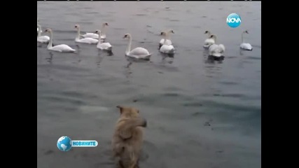 Лебедите във Варна са особено дружелюбни