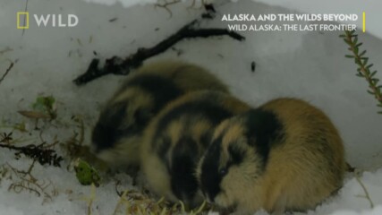 Норвежкият леминг | Дивата Аляска | NG Wild Bulgaria