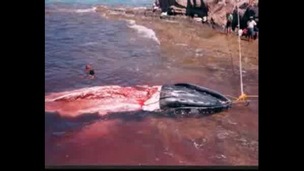 Stop Kill Whale