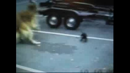 Смях Наизлъчвано До Сега Дръж Се 