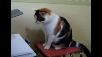 Котка срещу принтер
