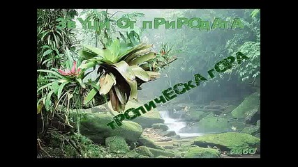 Звуци от природата - Тропическа гора