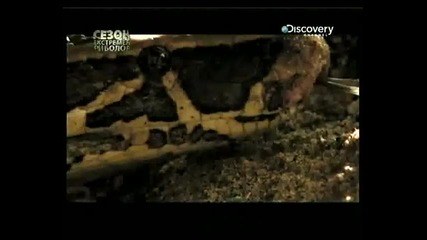 Discovery channel -vodni Chudovi6ta