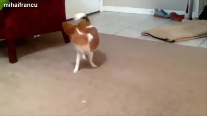 Кучета гонещи опашките си - компилация - смях