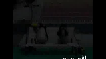 Мечката Bernard - Тенис