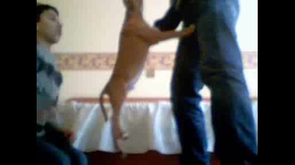 Pit Bull4e Trening By Fashion-_-trepa4a