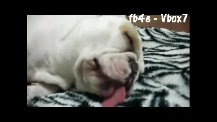 Смешно Движение От куче по време на спане 