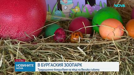 Боядисаха великденски яйца от над 40 вида птици в зоопарка в Бурга