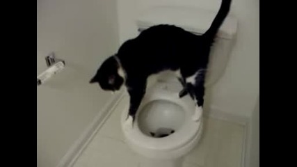 Котка Ака В Тоалетната 1