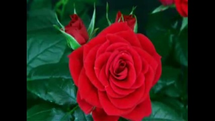 Beautiful flower Rose
