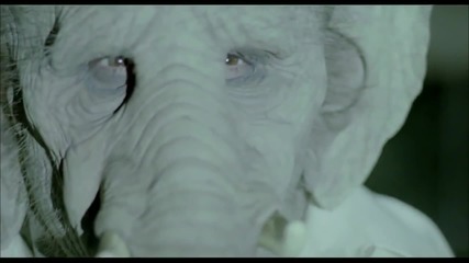 Слон / Elefante